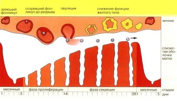 Рожеві виділення: перед і після місячних, після сексу, помаранчеві, жовті, слизові (менструації) менструації