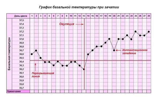 внизу живота