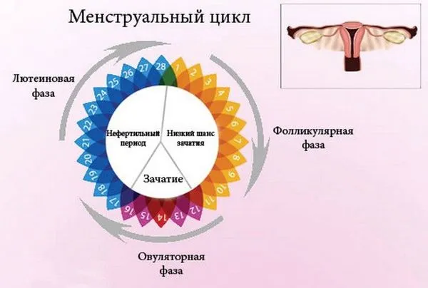 коли починається овуляція після місячних