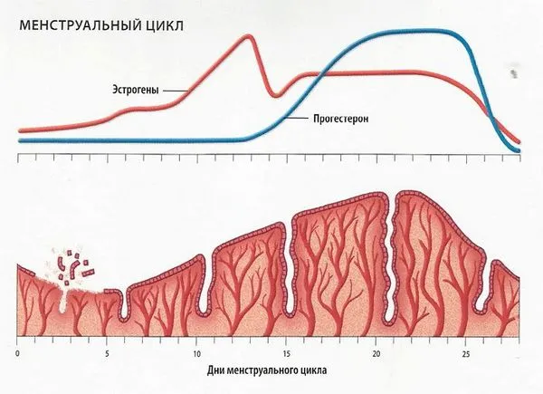 чи можливо завагітніти перед місячними
