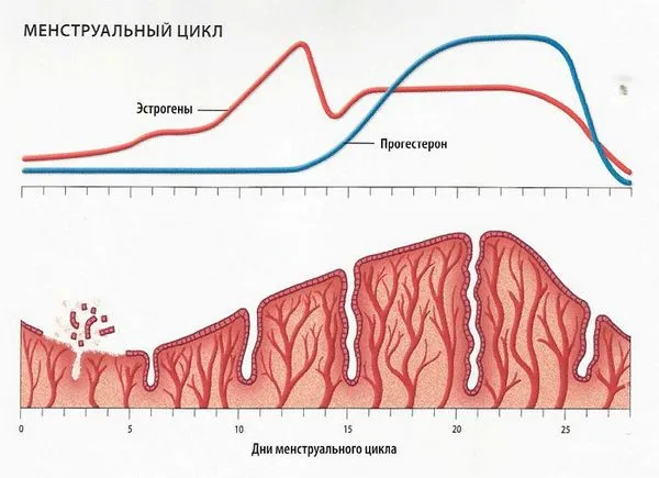чому довго немає місячних