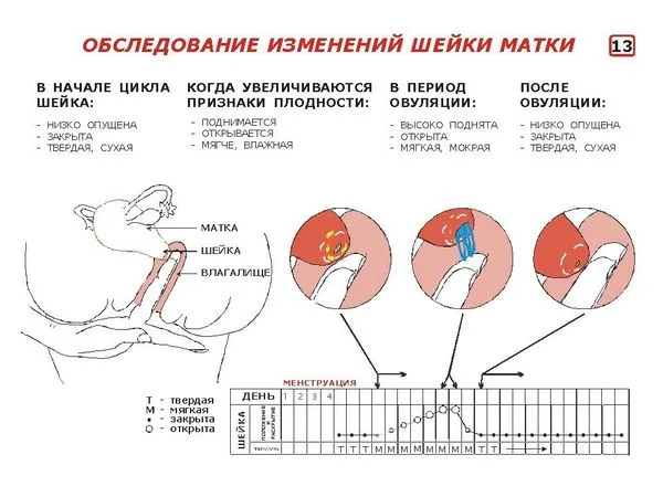 Виділення перед місячними (виділення перед місячними) менструації