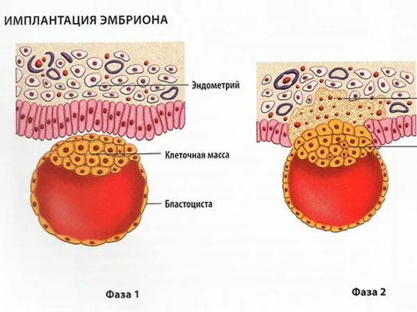 місячні