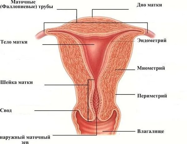 Після аборту немає місячних: причини (менструації) менструальний цикл