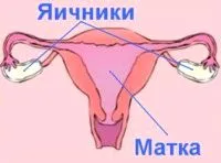Як відбувається менструація і що таке місячні: жіночий сайт про найцікавішому (місячних) місячні