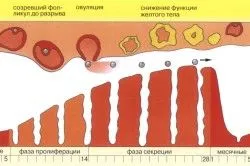 перший по циститу