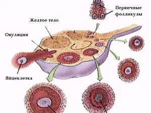 місячних