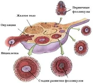 місячних