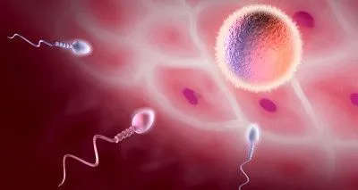 Зачаття після овуляції: на який день відбувається, ознаки запліднення (менструальним циклом) менструального циклу