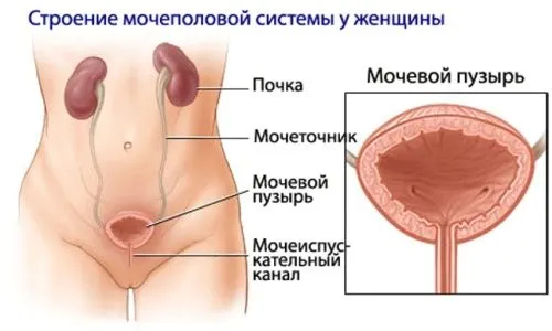 Цистит під час і після місячних: причини, симптоми, лікування, профілактика (внизу живота) місячні