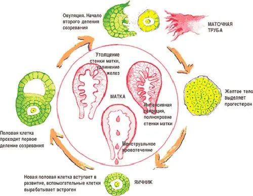 Овуляція після місячних (місячні) місячні