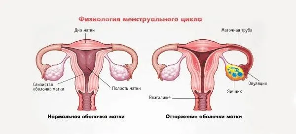 менструальний цикл