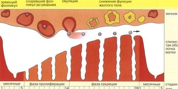 менструальним циклом