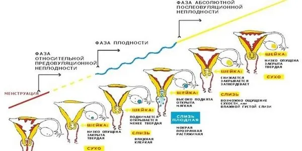 менструального циклу