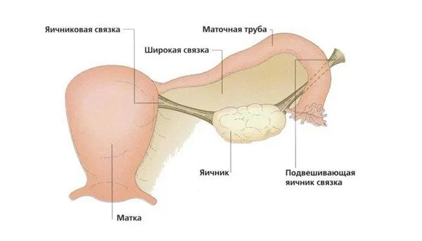 Місячні один день: що це значить? Чому менструації тривають всього 1 день? (менструації) місячні