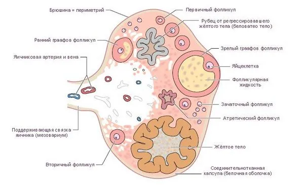 біль яєчників під час місячних