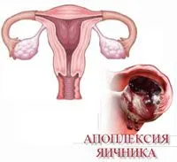 менструальний цикл