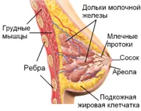 при місячних