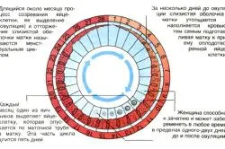 менструації