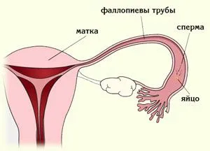 менструальним циклом