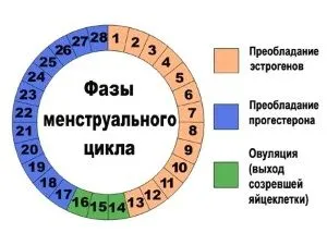 менструальним циклом