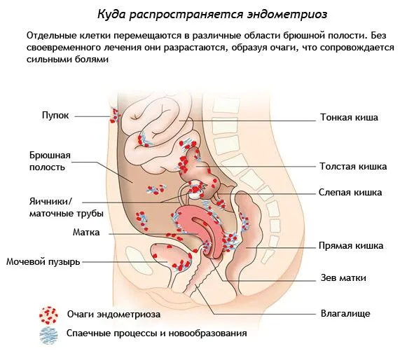 менструальний цикл