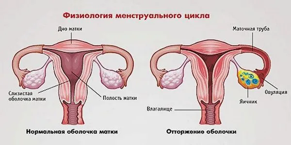 під час місячних