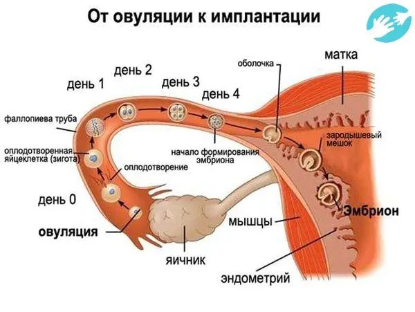 менструальним циклом
