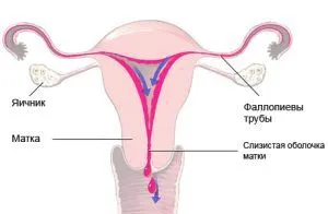 місячних