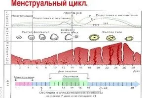 Чому йдуть місячні у дівчат і скільки вони тривають? (місячні) менструальний цикл