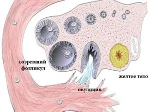 менструації