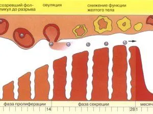 менструальним циклом