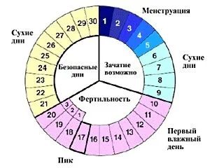 менструальним циклом