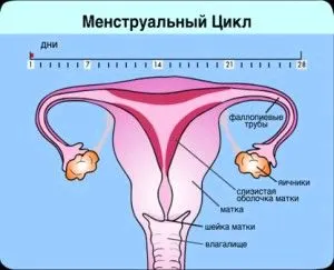 жіночий організм