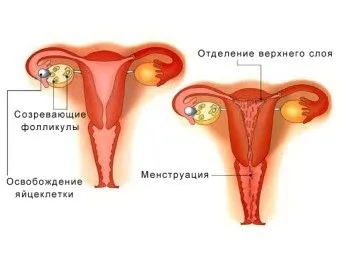 при місячних