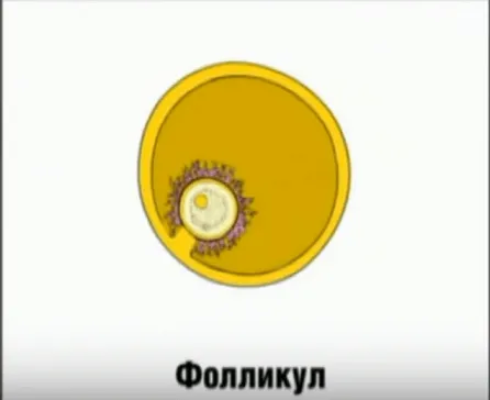 менструальним циклом