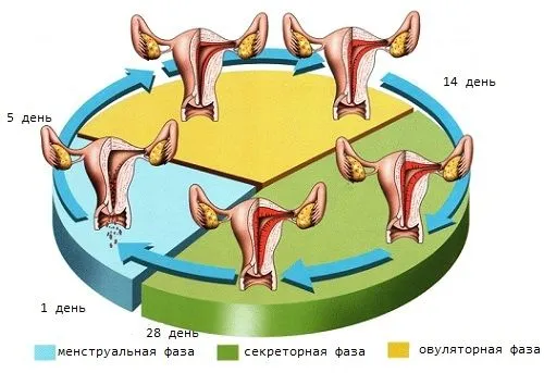 місячних