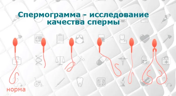 жіночий організм
