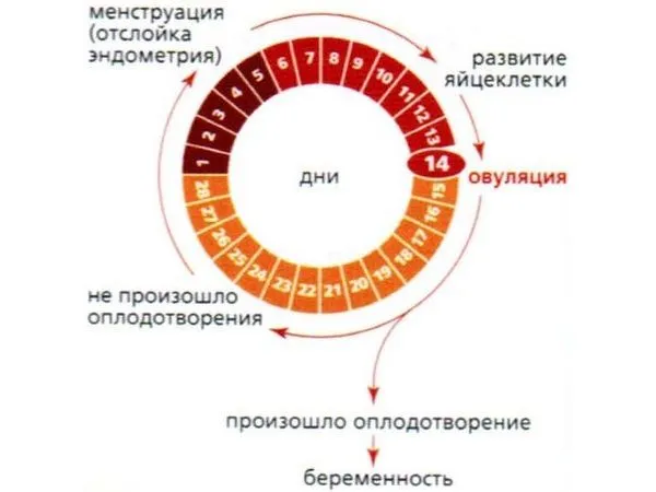 місячних