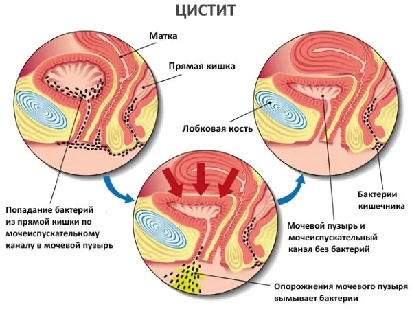 місячних