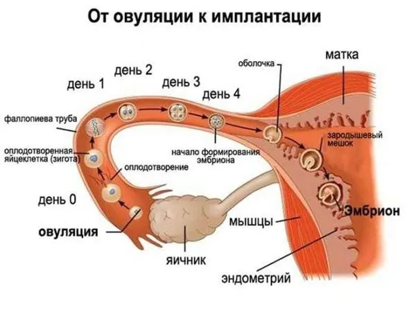Імплантація в день місячних, до, під час або після: як зрозуміти, що це вона? (місячні) виділення в перший день місячних