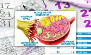 буває пізня овуляція