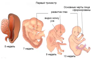 внизу живота