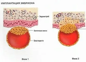 місячні при вагітності