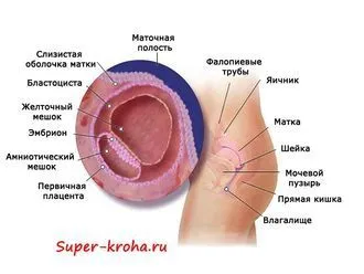 місячних