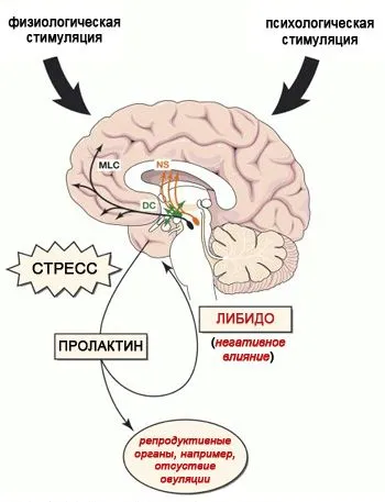 Коричневі виділення замість місячних (жіночий організм) місячних