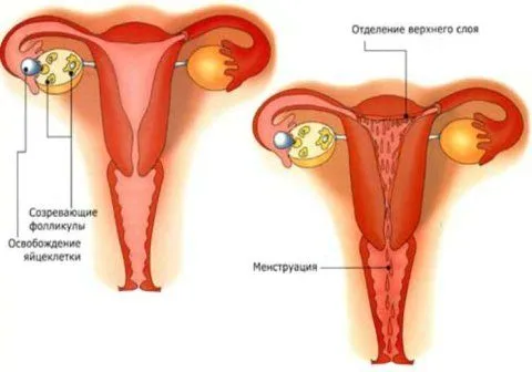 менструації