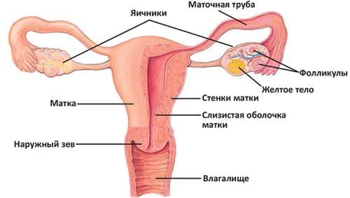 менструації