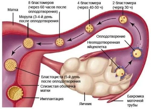 Коричневі виділення замість місячних (менструальний цикл) місячних