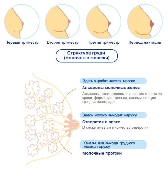 статевих органів